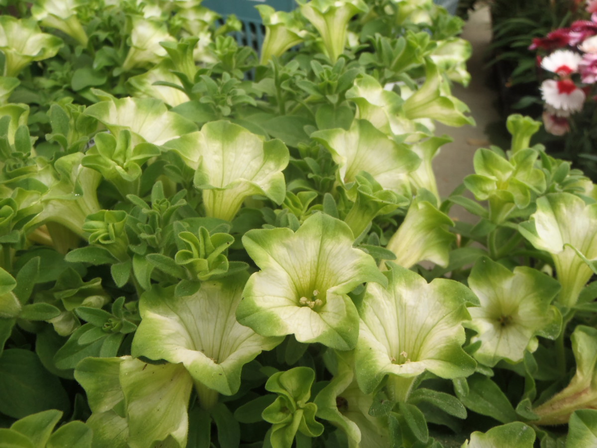 新入荷情报:钵花