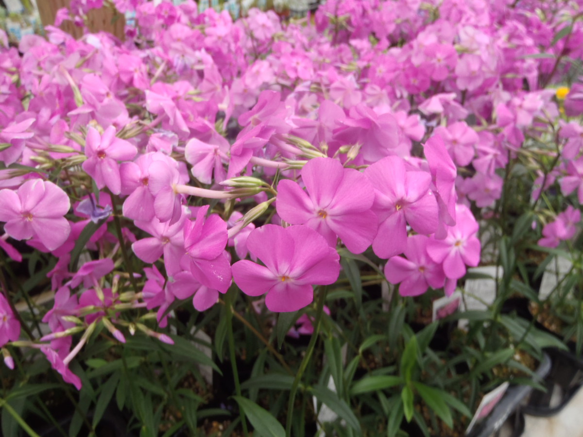 新入荷情报:钵花