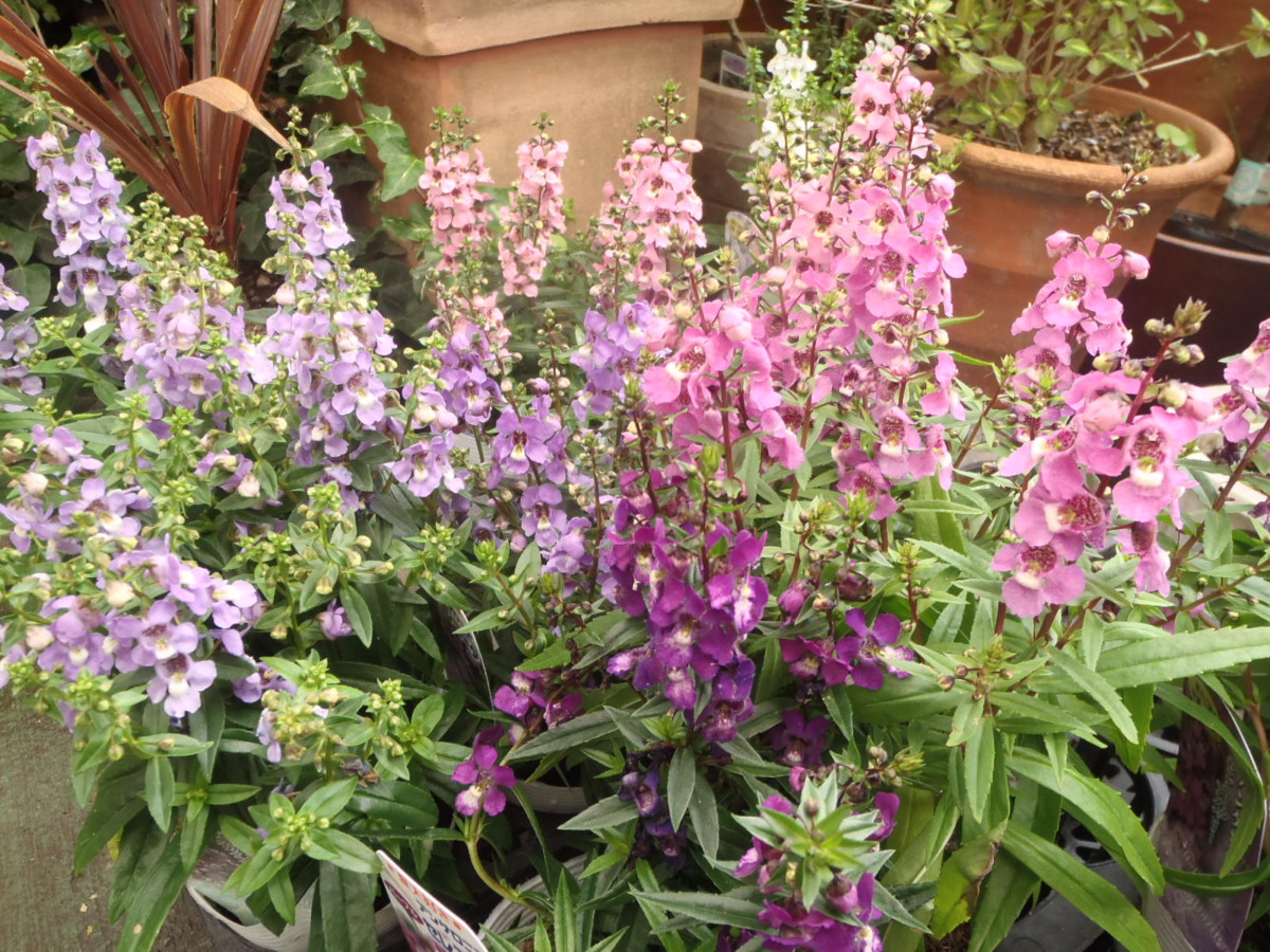 新入荷情报:钵花